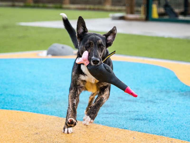 Blue cross dogs home best sale near me